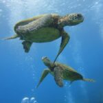 Waikiki: AM Paradise Honu Snorkeling - What Makes This Snorkeling Tour Special?