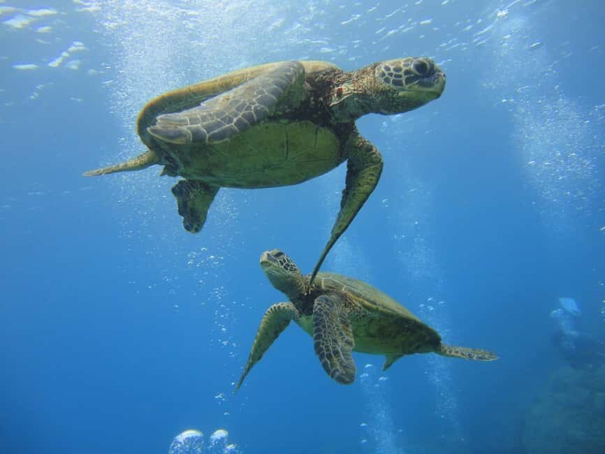 Waikiki: AM Paradise Honu Snorkeling - What Makes This Snorkeling Tour Special?