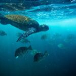 Waikiki Catamaran Adventure: Snorkel with Sea Turtles - Authentic Experiences & What Reviews Say