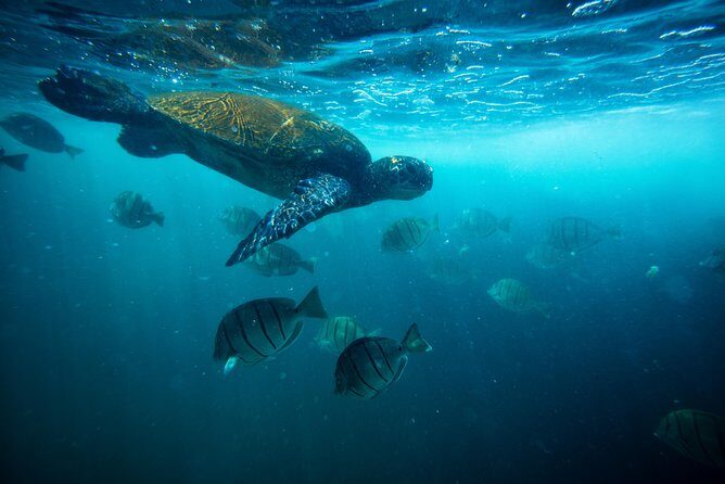 Waikiki Catamaran Adventure: Snorkel with Sea Turtles - Authentic Experiences & What Reviews Say