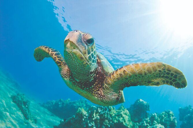 Waikiki Catamaran Snorkel Sail: Turtles Guaranteed - The Highlight: Turtle Canyon and Snorkeling