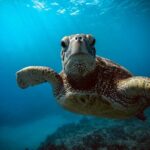 Waikiki small group turtle snorkeling & sailing - Practicalities & Considerations