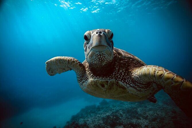 Waikiki small group turtle snorkeling & sailing - Practicalities & Considerations