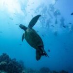 Waikiki: Snorkel Tour with Hawaiian Green Sea Turtles - The Sum Up