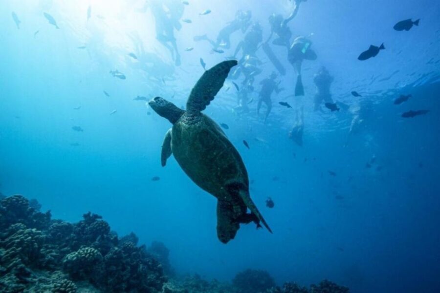 Waikiki: Snorkel Tour with Hawaiian Green Sea Turtles - The Sum Up