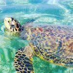 Waikiki Turtle Canyon Snorkeling and Swim Tour - Detailed Article