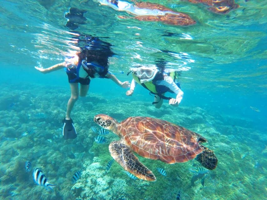 Waikiki: Turtle Snorkeling Cruise with 20ft Jumping Platform - Authentic Perspectives from Travelers
