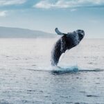 Waikiki Whale Watching Cruise - FAQs
