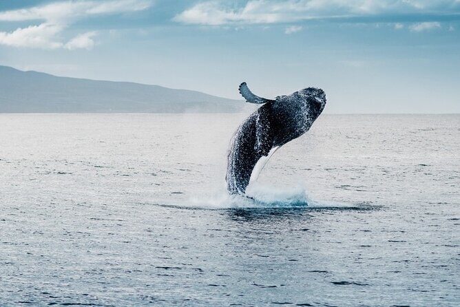 Waikiki Whale Watching Cruise - FAQs