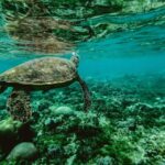 Wailea: Turtle Town Snorkeling Trip with Photo and Video - Who Will Love This Tour?