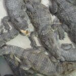 War Museum, Killing Field and Floating village ( Chong Kneas) Tour - Who Should Consider This Tour?