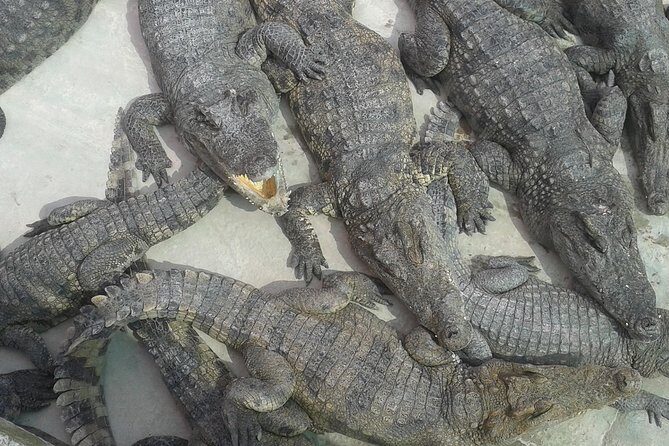 War Museum, Killing Field and Floating village ( Chong Kneas) Tour - Who Should Consider This Tour?