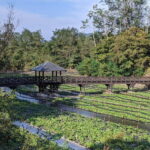 Wasabi Farm Walking Tour with Lunch - A Closer Look at the Itinerary
