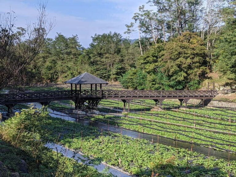 Wasabi Farm Walking Tour with Lunch - A Closer Look at the Itinerary