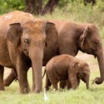 Wasgamuwa National Park | Private Safari - Final Thoughts: Is It Worth It?