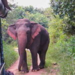 Wasgamuwa National Park Safari from Polonnaruwa - Who Should Consider This Safari?