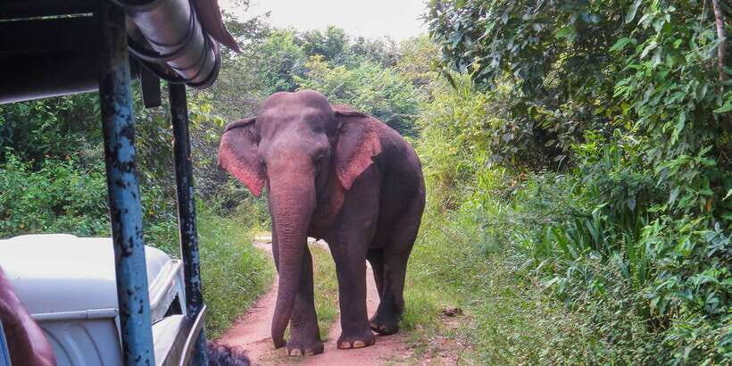 Wasgamuwa National Park Safari from Polonnaruwa - Who Should Consider This Safari?