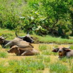 Wasgamuwa National Park Safari (Private Jeep) - Wildlife Encounters and Highlights