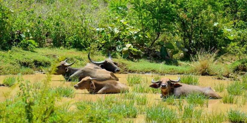 Wasgamuwa National Park Safari (Private Jeep) - Wildlife Encounters and Highlights
