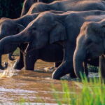 Wasgamuwa: Wasgamuwa National Park Private 3-Hour Safari - An Up-Close Look at the Safari Experience