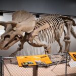 Washington DC: Museum of Natural History Private Guided Tour - Exploring the Museum of Natural History with a Private Guide