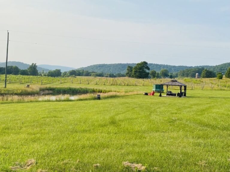 Washington, DC: Virginia Wine Region Experience Tour - Exploring the Virginia Wine Region: An In-Depth Look