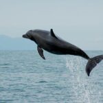 Watch and Swim with Dolphins in the Wild - A Detailed Look at the Tour Experience