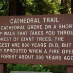 Waterfalls, Coombs and Cathedral Grove Rainforest Tour - What to Expect from the Experience