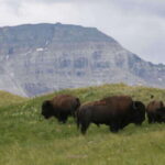Waterton's Wild Beauty: A Hidden Gem in the Rockies - Value and Experience: Why This Tour Stands Out