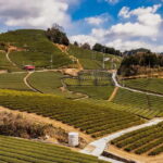 Wazuka: Tea Picking Experience with Matcha Tea Tasting - The Tea-Picking Session