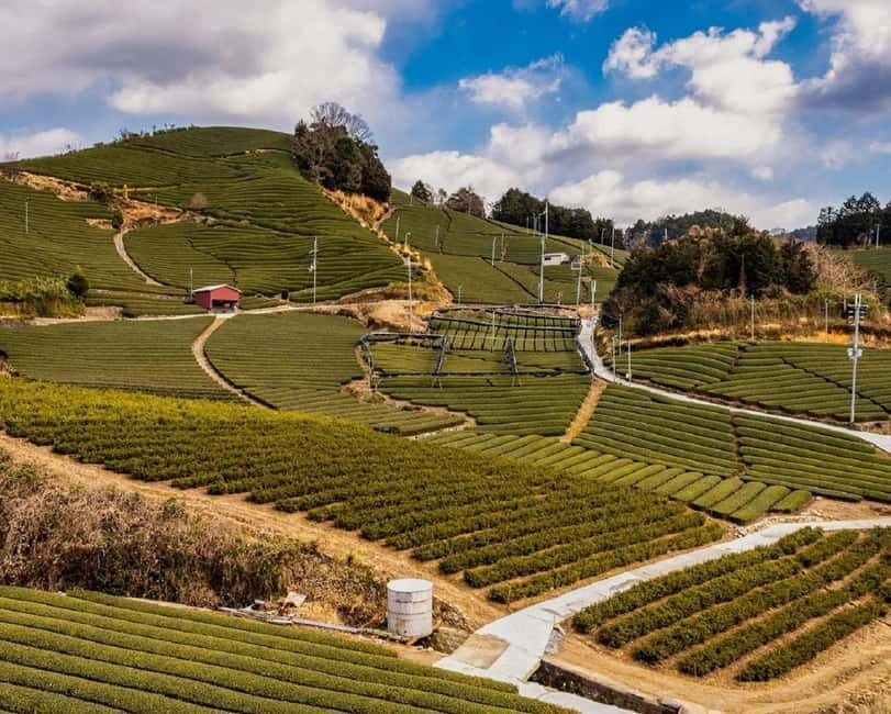 Wazuka: Tea Picking Experience with Matcha Tea Tasting - The Tea-Picking Session