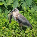 Wekiva Wildlife Kayaking Adventure Tour - Summary: Is It Worth It?