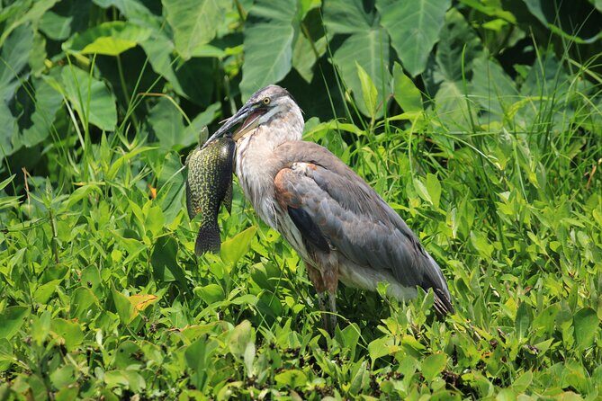 Wekiva Wildlife Kayaking Adventure Tour - Summary: Is It Worth It?