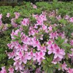 Welcome to Savannah Guided Walking Tour - Who Should Consider This Tour?