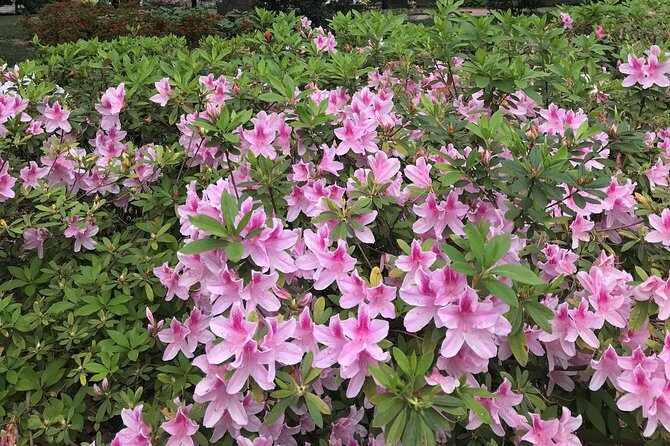 Welcome to Savannah Guided Walking Tour - Who Should Consider This Tour?