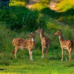 Weligama/Mirissa/Tangalle to YALA PRIVATE SAFARI & Ella drop - Final Thoughts