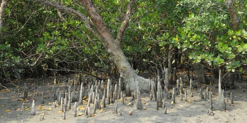 West coast Beach, River Mangroves lagoon, Wildlife boat Tour - Practical Details and Value