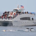 West Harbor LA Whale and Dolphin Watching Cruise - A Closer Look at the West Harbor LA Whale and Dolphin Watching Cruise