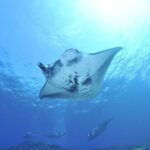 West Nusa Penida with Snorkeling Swim With Manta Rays - Why This Tour Offers Good Value