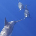 West Oahu Green Sea Turtle and Dolphin Snorkel Sail with Lunch - Who Is This Tour Best For?