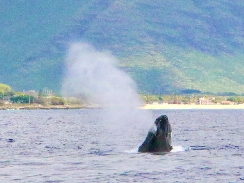 West O'ahu: Swim with Dolphins Catamaran Cruise - The Crew and Service: Making the Difference