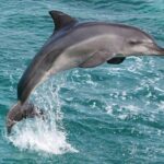 West Oahu Whale Watching Excursion - What Makes This Tour Stand Out?