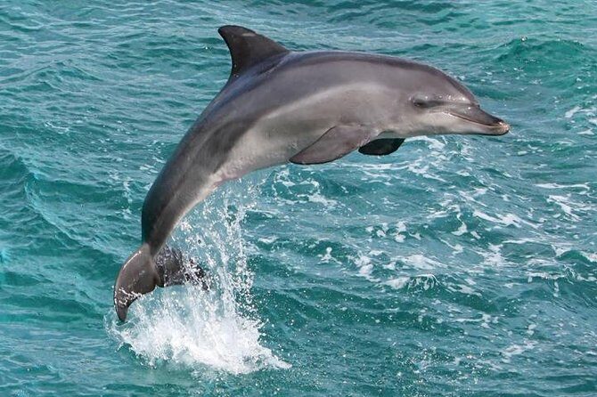 West Oahu Whale Watching Excursion - What Makes This Tour Stand Out?