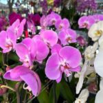 West Palm Beach: Mornings in the Market Food Tour - Who Will Love This Tour?