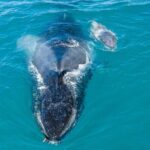 Whale and Dolphin Watch Boat Cruise in Oahu - A Deep Dive into the Whale and Dolphin Watch Boat Cruise Experience