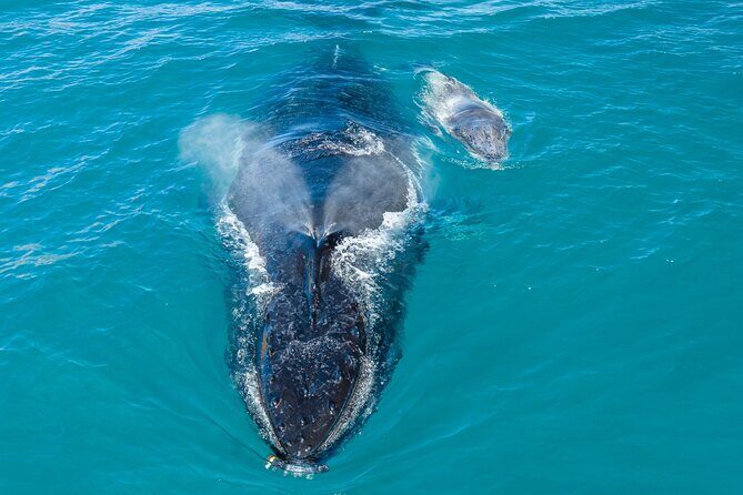 Whale and Dolphin Watch Boat Cruise in Oahu - A Deep Dive into the Whale and Dolphin Watch Boat Cruise Experience