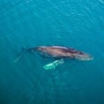 Whale and Dolphin Watching in San Diego Speedboat Tour - Authentic Experiences and Honest Feedback