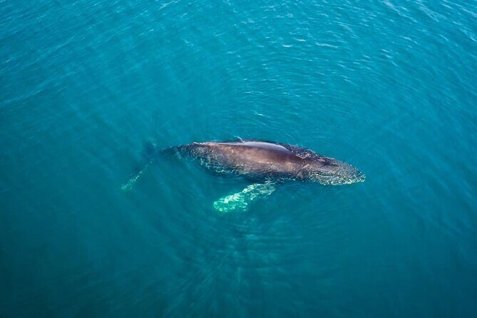 Whale and Dolphin Watching in San Diego Speedboat Tour - Authentic Experiences and Honest Feedback