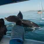 Whale and Dolphin Watching with a Biologist in Puerto Vallarta - Final Thoughts