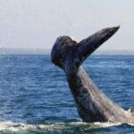 Whale & Dolphin Watching Cruise in Puerto Vallarta All Inclusive - Final Thoughts